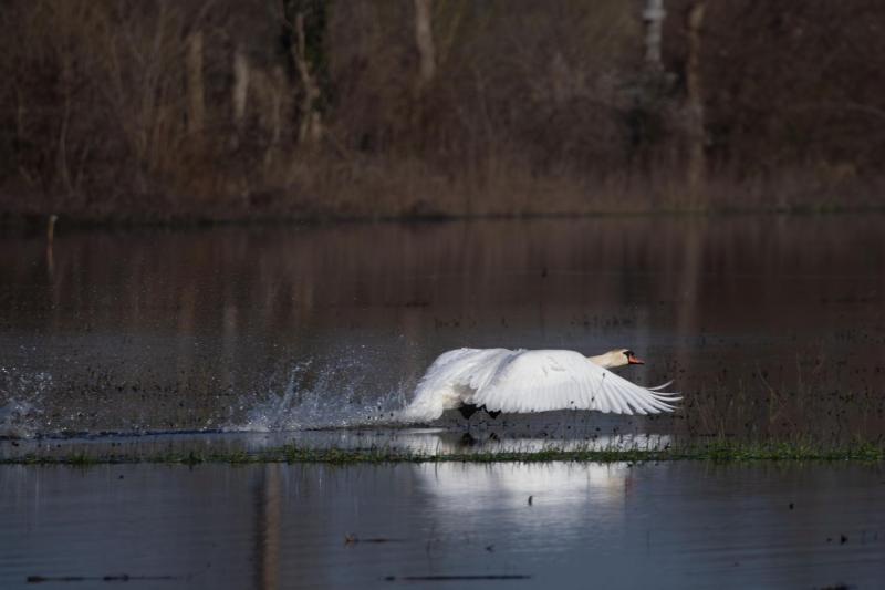 Cygne 10 copie