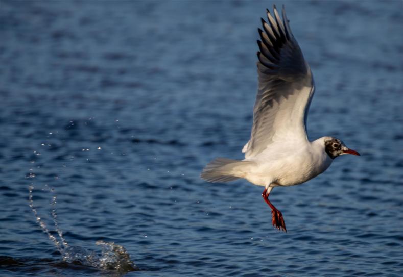 Mg 5782 mouette rieuse 03 copie