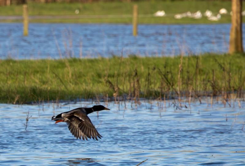 Mg 5939 canard 01 copie